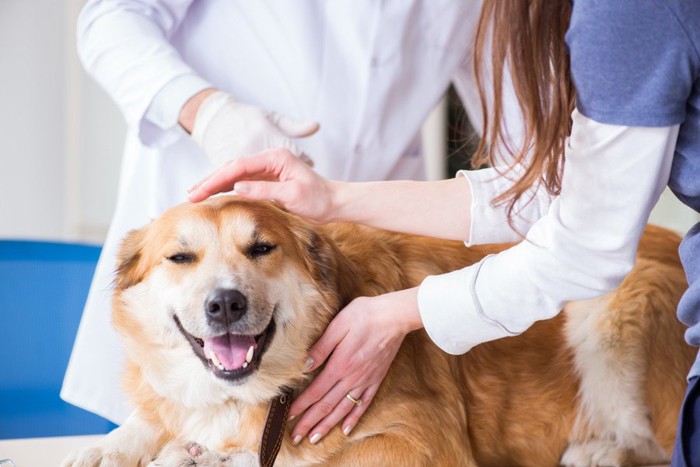 動物病院を受診している犬