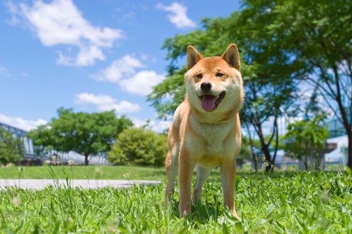 青空と笑顔のような表情の柴犬