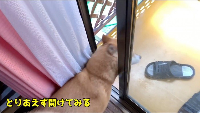 窓から庭に出ようとする犬