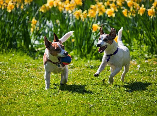 2匹の犬