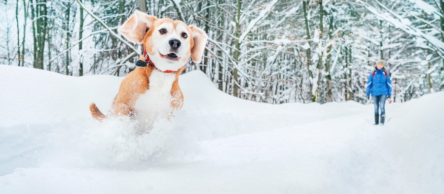 雪の中を駆け回る犬