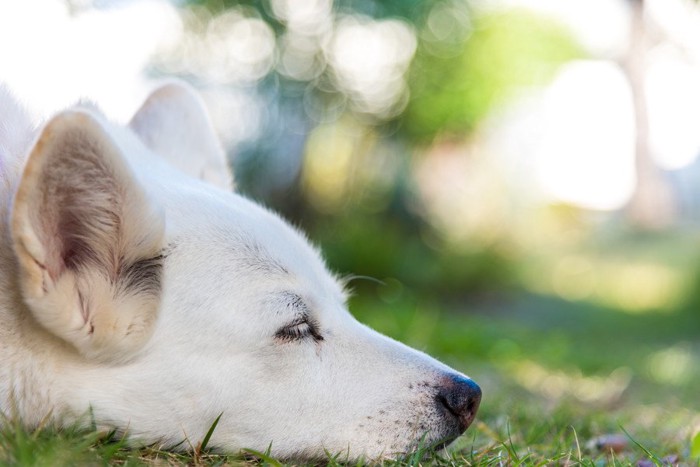 眠る犬