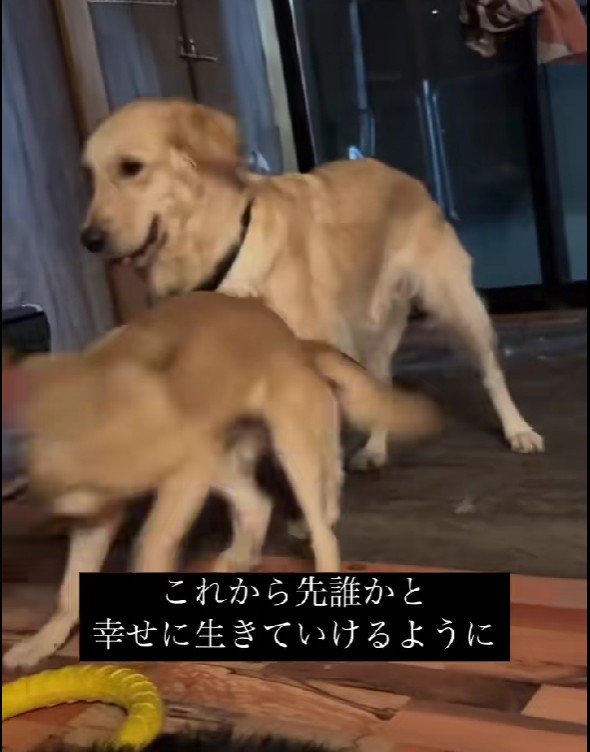 仲間がたくさんできたよ！