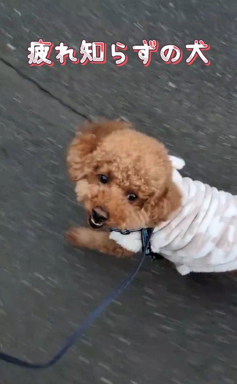 元気にお散歩するれおん君3