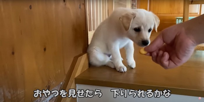 おやつで誘導される白い子犬