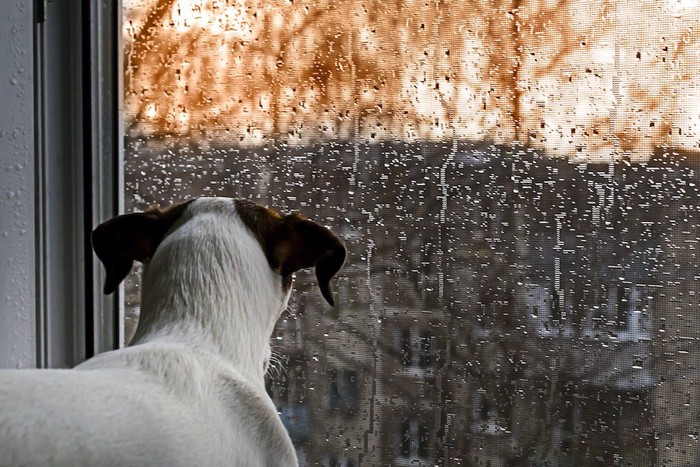 雨が降っている外を窓辺で見ている犬