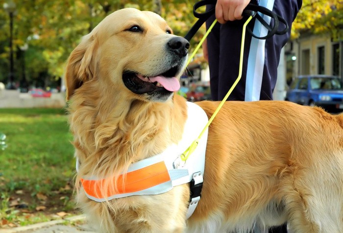 盲導犬のハーネスを着けたゴールデンレトリーバー