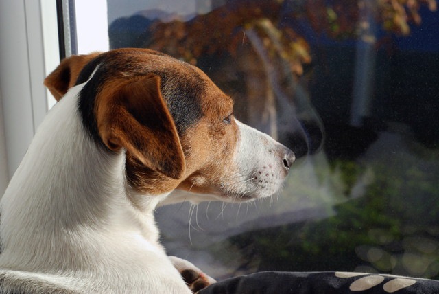 窓の外を眺めている犬