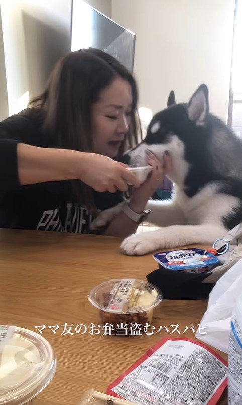 お弁当を盗む豆蔵くん6