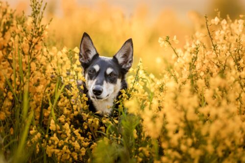 花畑の中のオーストラリアン・ケルピー