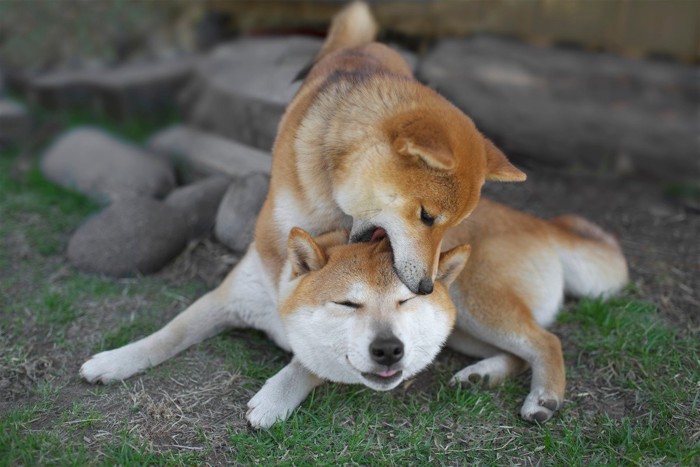 柴犬、頭を甘噛み