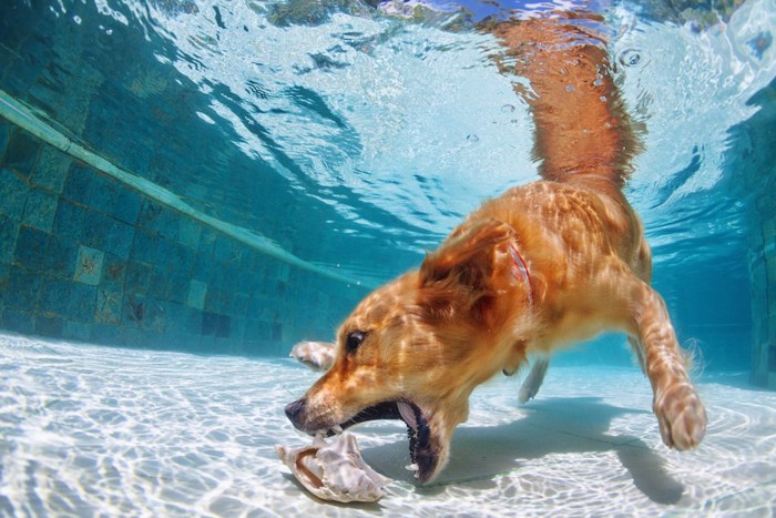 水中に潜って遊ぶ犬