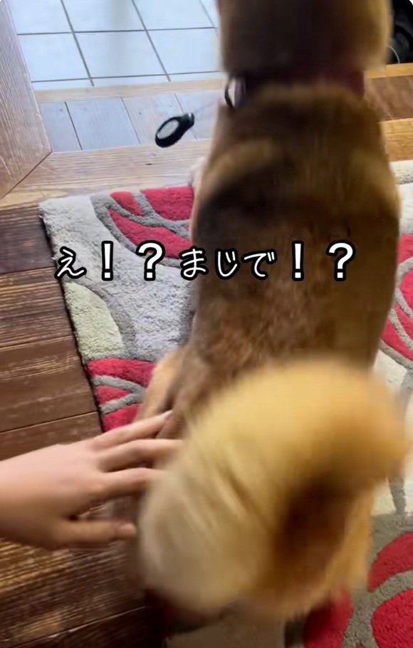 立ち上がるごんちゃん