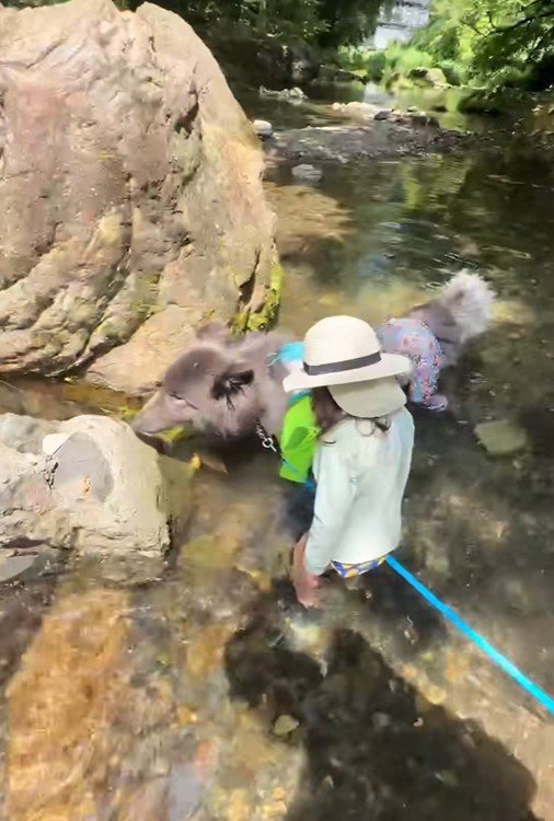 川遊びをした時の様子