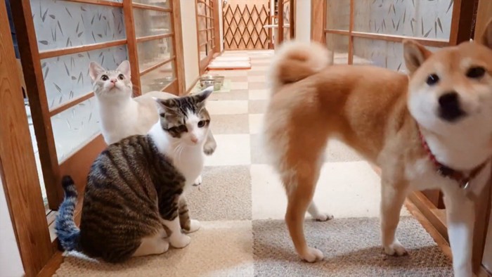 猫2匹と柴犬