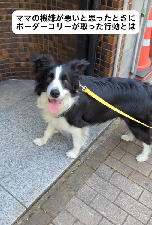 ママの機嫌が悪い時のワンコたちの行動⑩