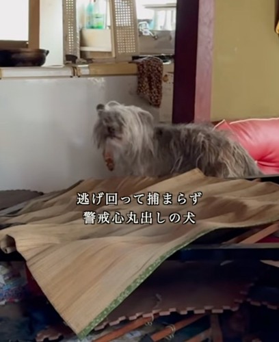 吠える犬