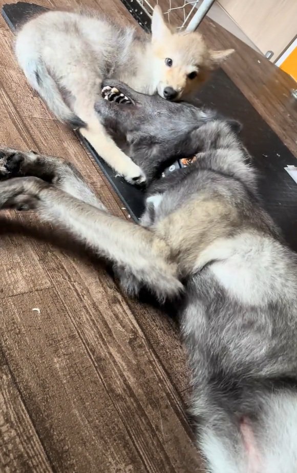 お兄ちゃんとじゃれるフューリーくん2