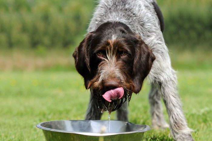 外で水を飲んでいる大型犬