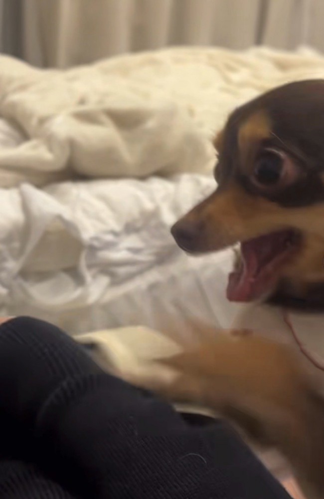 口が開いていく犬