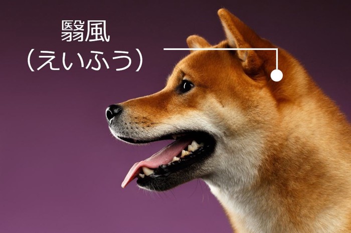 犬のツボ「翳風（えいふう）」