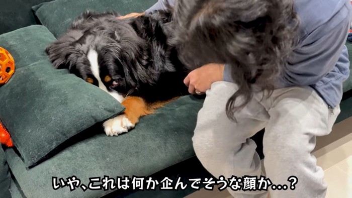 クッションに顔をうずめる犬と女性