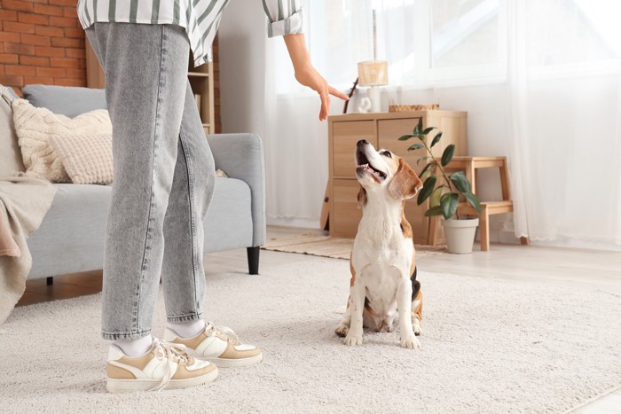 室内で飼い主とトレーニング中の犬