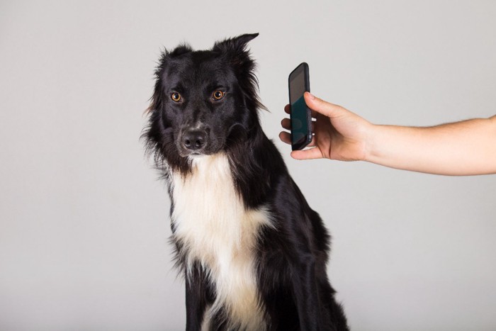 スマホを近づけられた犬