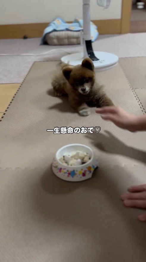 伏せをしてドッグフードの持った皿を見つめる犬