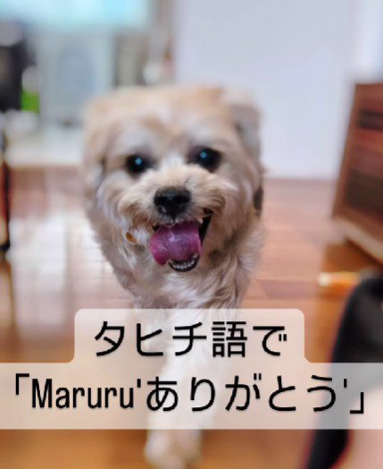 タヒチ語で「ありがとう」