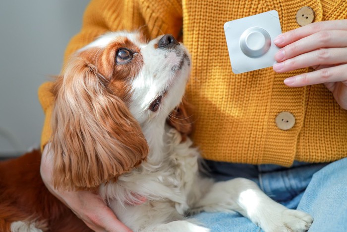 薬を手に持つ女性と犬