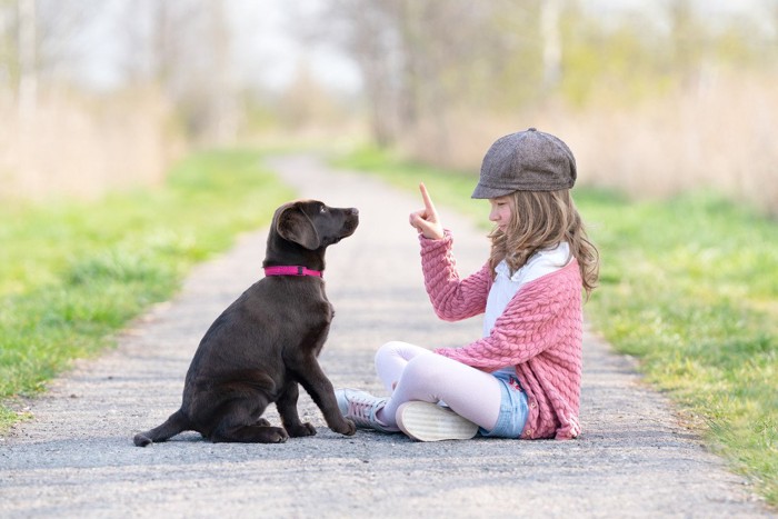 しつけされている犬