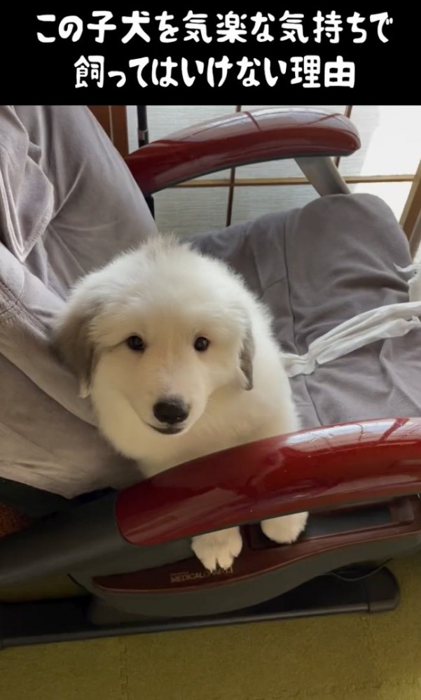 子犬時代