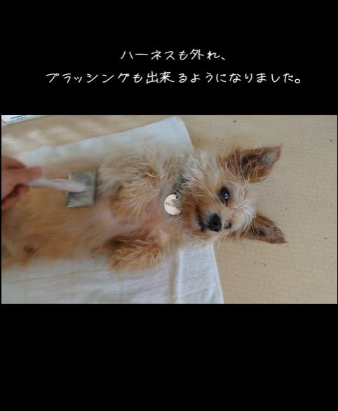 ネオくんが幸せを掴むまで4