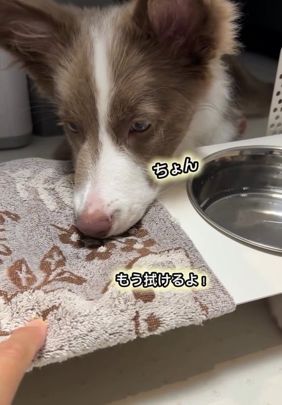 完璧なピエナちゃん