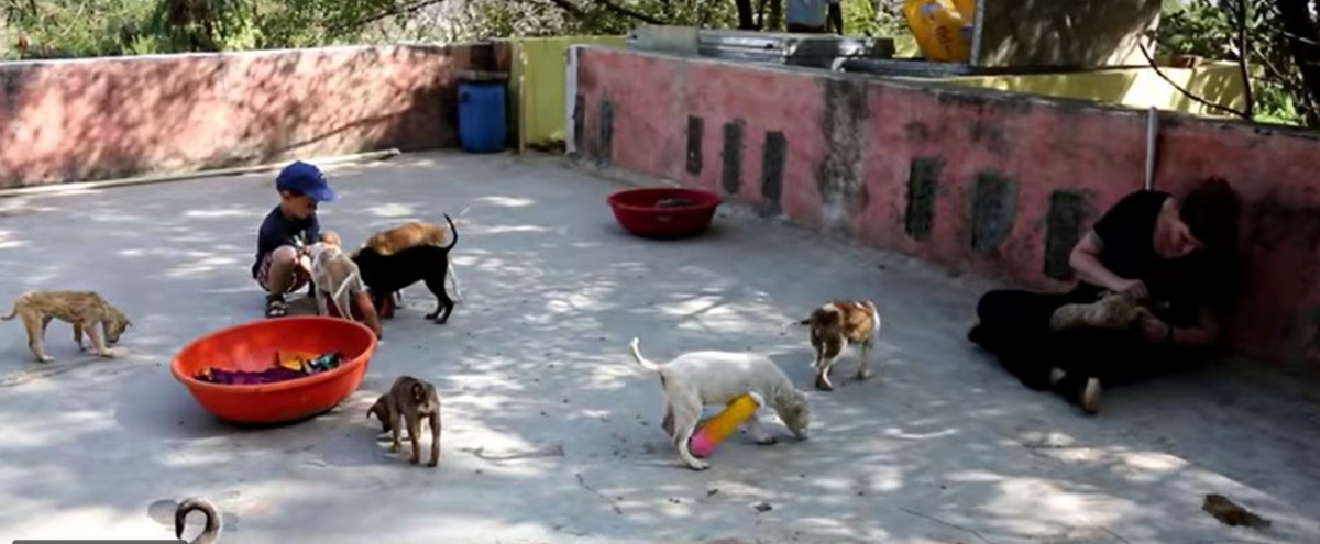 シェルター内の犬達