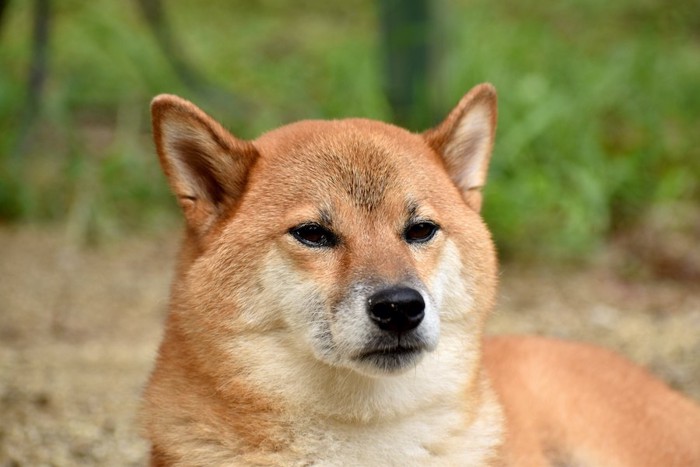 仏頂面でこちらを見る柴犬