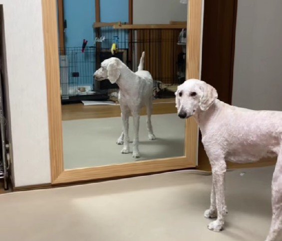 「もう元には戻らないの…？」