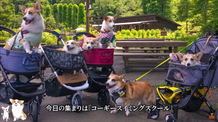 コーギーのスイミングスクール