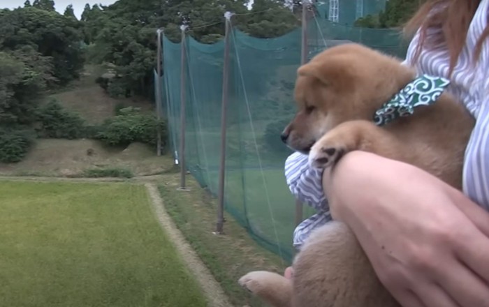 田んぼを見下ろす人と子犬