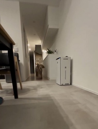 ボールを持ってくる犬