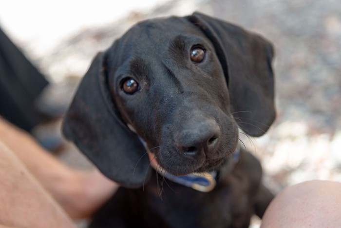 上を見上げるプロット・ハウンドの子犬のアップ