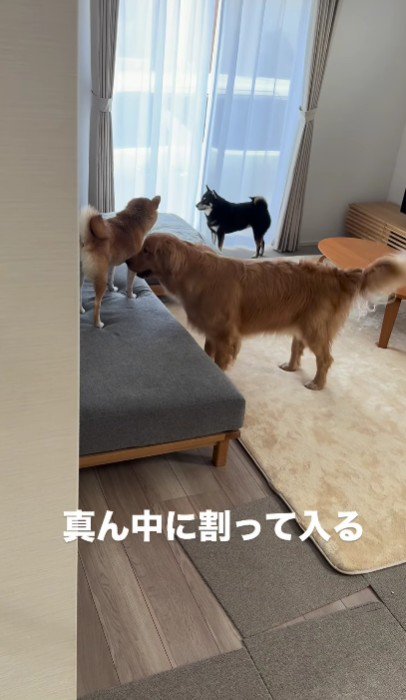 窓際に避難した黒柴さん