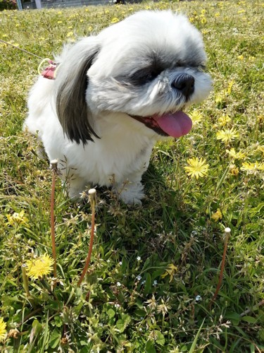 たんぽぽと散歩する犬