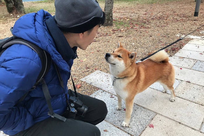 柴犬をじっと見つめる男性