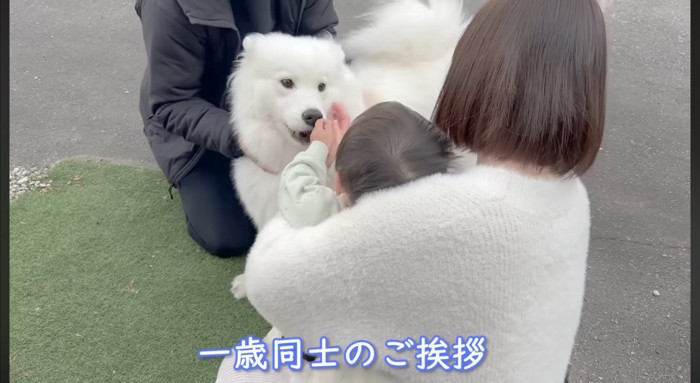 男の子に顔を近づけるサモエド