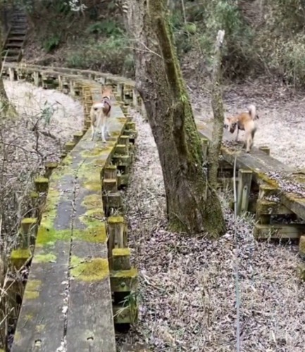 2つの遊歩道の間に立っている木