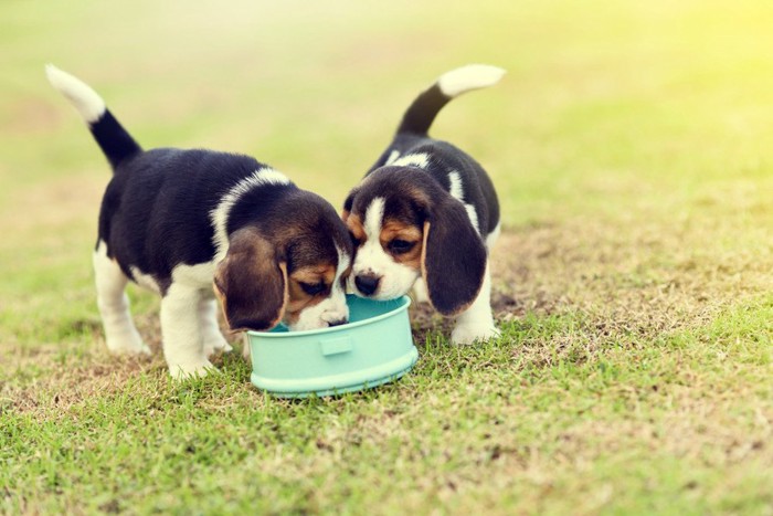 ビーグルの子犬とフードボウル