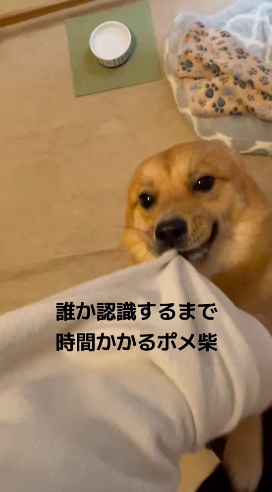 耳を後ろに倒して喜びながら飼い主に飛びつく犬