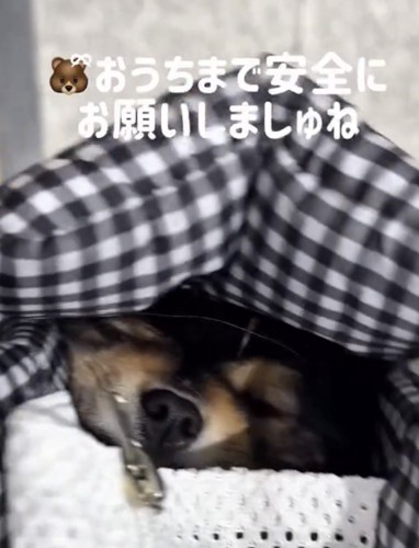 バッグの中で目を細める犬